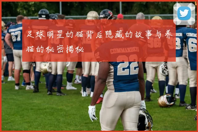 足球明星的猫背后隐藏的故事与养猫的秘密揭秘